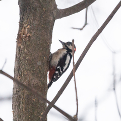 Dendrocopos major