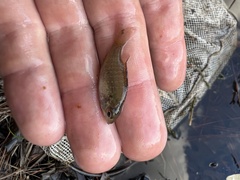 Lepomis marginatus