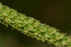 Malaxis macrostachya