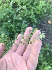 Capsella bursa-pastoris