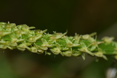 Malaxis macrostachya