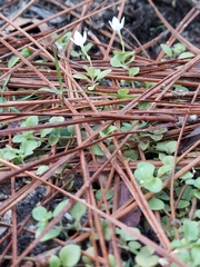 Houstonia procumbens