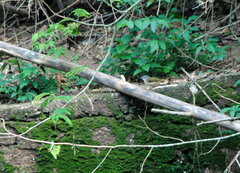 Myiothlypis rivularis