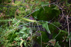 Malaxis macrostachya