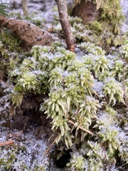 Sphagnum squarrosum