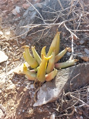 Mitrophyllum