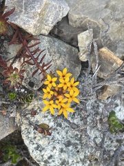 Quinchamalium chilense