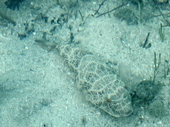 Sphoeroides testudineus