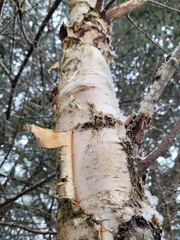 Betula papyrifera