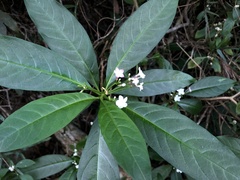 Rauvolfia verticillata