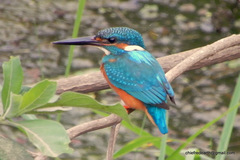 Alcedo atthis