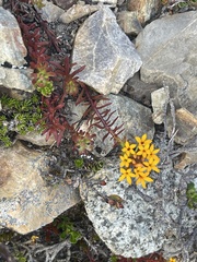 Quinchamalium chilense