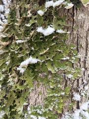 Lobaria pulmonaria