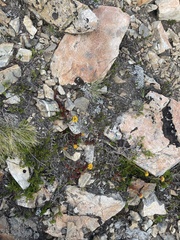 Quinchamalium chilense