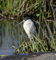 Nycticorax nycticorax