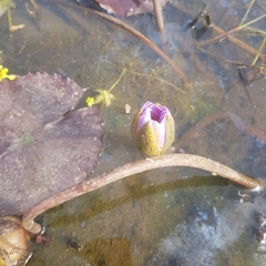 Nymphaea micrantha