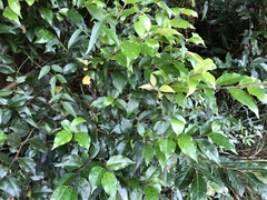 Ilex rotunda