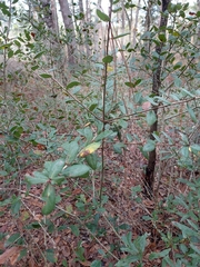 Quercus myrtifolia