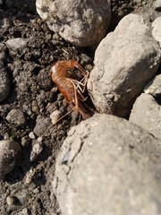 Crustacea