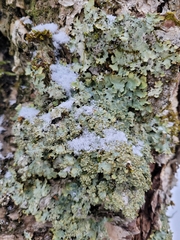 Punctelia appalachensis