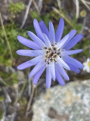 Perezia recurvata