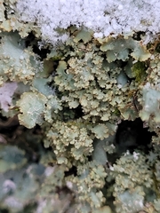 Punctelia appalachensis