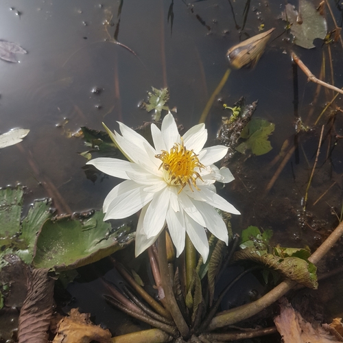 Nymphaea lotus image