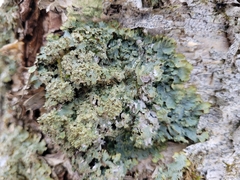 Punctelia appalachensis