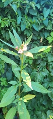 Impatiens glandulifera