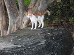 Felis catus