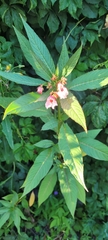 Impatiens glandulifera