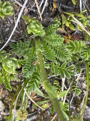 Perezia recurvata