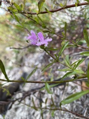 Dicerandra frutescens var. immaculata image