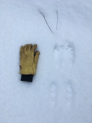 Lepus americanus