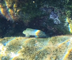 Parablennius parvicornis