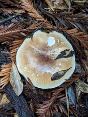 Leucopaxillus gentianeus