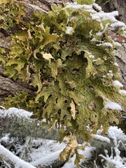 Lobaria pulmonaria