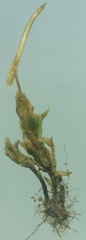 Bryopsida
