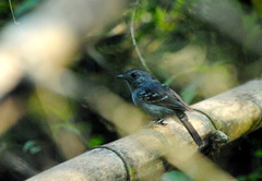 Thamnophilus caerulescens