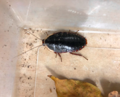 Opisthoplatia orientalis