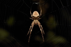 Allende nigrohumeralis