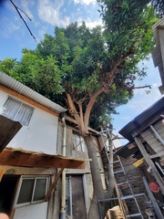 Persea americana