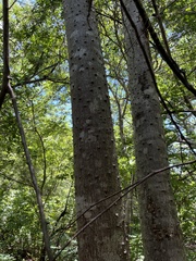 Zanthoxylum