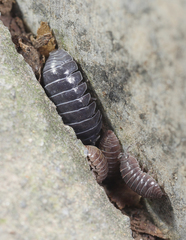 Armadillidium vulgare