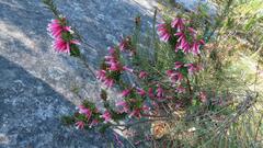 Epacris calvertiana versicolor