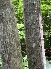 Zanthoxylum