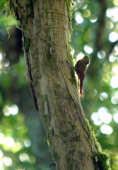 Sittasomus griseicapillus