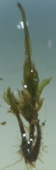Bryopsida