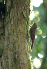 Sittasomus griseicapillus