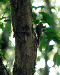 Sittasomus griseicapillus